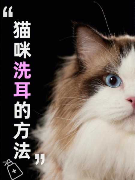 折耳猫耳朵怎么清理（折耳猫耳朵脏东西弄不干净）