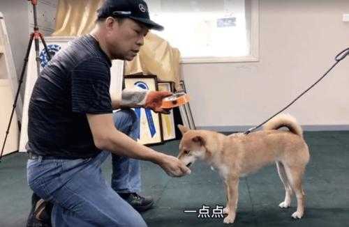 柴犬幼犬怎么训练乱咬人（柴犬幼犬怎么训练乱咬人视频）