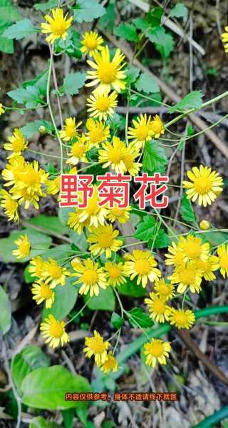 红菊花有什么用（红菊花有什么用处）