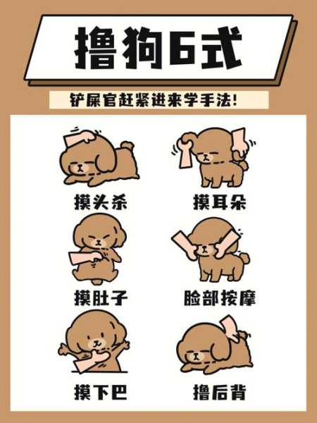 贵宾犬怎么训练拿东西（贵宾犬怎么训练拿东西的）