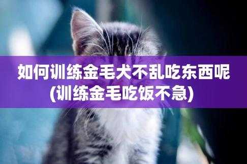 如何训练金毛犬不准动作（怎么训练金毛不仆人）