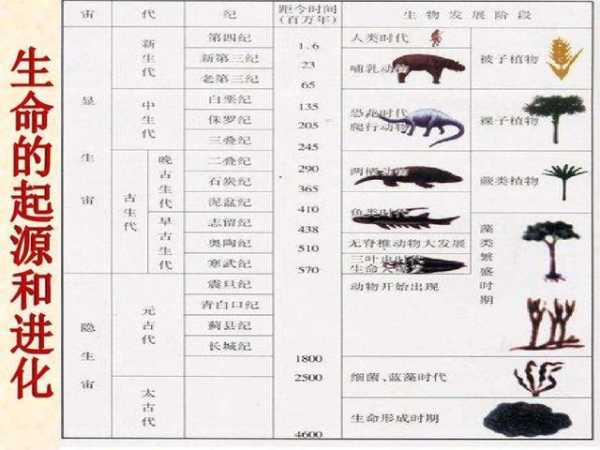 乌龟的来历进化史（乌龟的进化过程图）