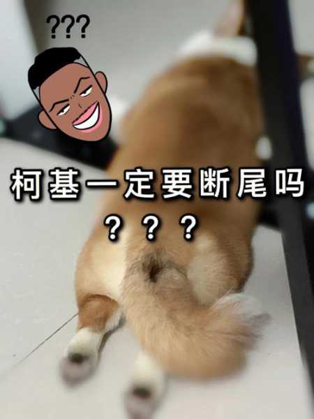 柯基犬必须断尾吗?如何断尾（柯基是不是必须断尾）