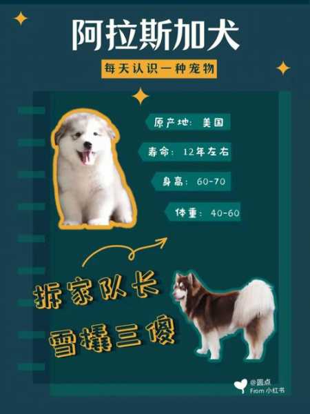 阿拉斯加犬什么时候开始禁养（阿拉斯加犬什么时候成年）