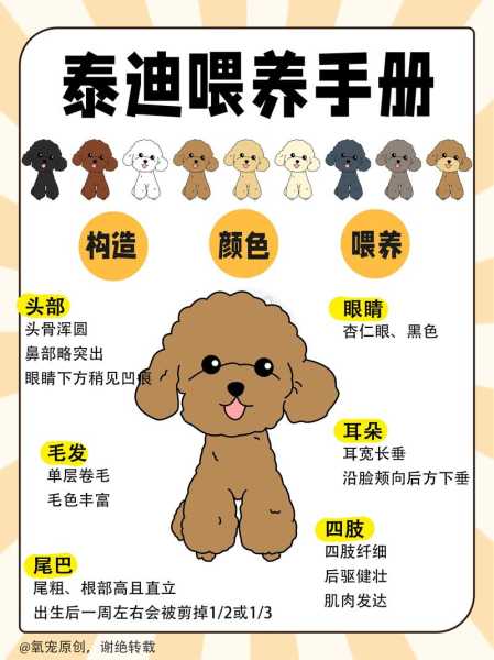 贵宾犬幼犬饲养的注意事项（贵宾犬的饲养要点）