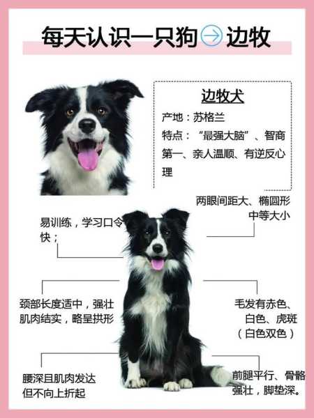 边境牧羊犬秒懂百科（边境牧羊犬种类及图片）