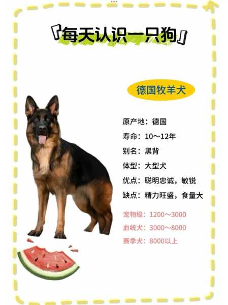 德国牧羊犬多少钱一只纯种（德国牧羊犬多少钱一只纯种幼犬）