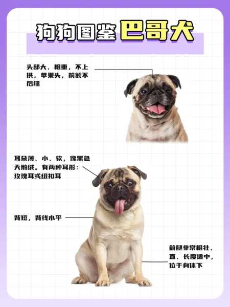 训练巴哥犬的日常行为视频（巴哥犬的饲养方法和训练方法）