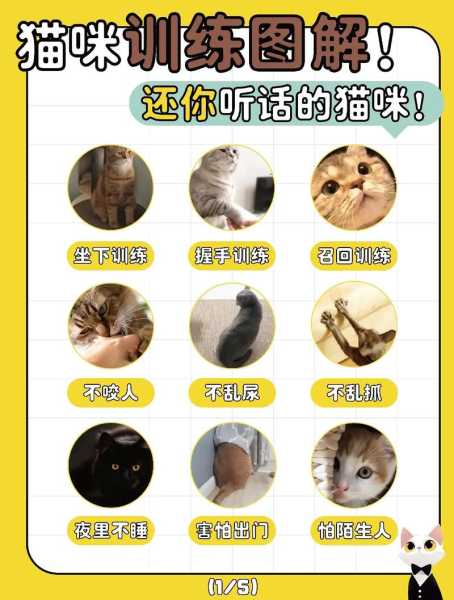 怎么训练猫咪听指令（如何训练猫咪听懂人话）