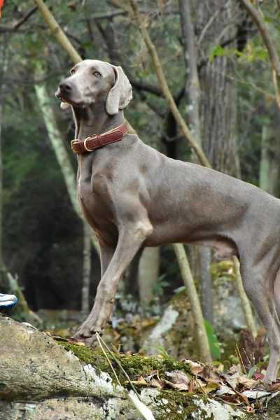 魏玛犬饲养（魏玛犬的优缺点）