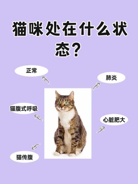 猫咪咳喘怎么回事（猫又咳又喘）