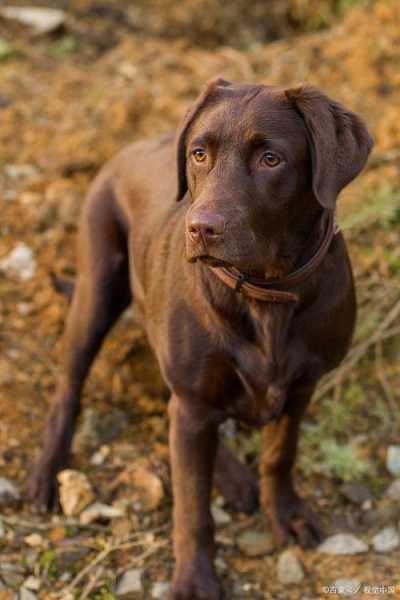 美国比特犬的外貌特征图片（美国比特犬照片）