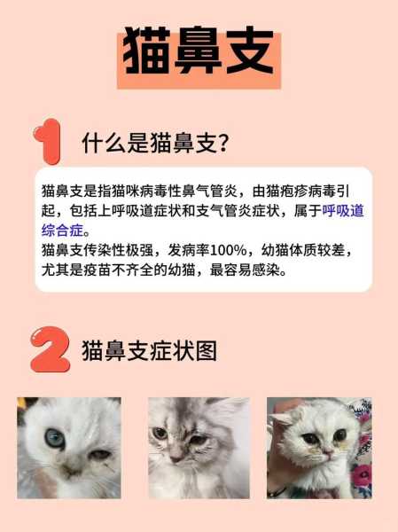 猫鼻支是什么病毒照成（猫鼻支是由什么病毒引起的）