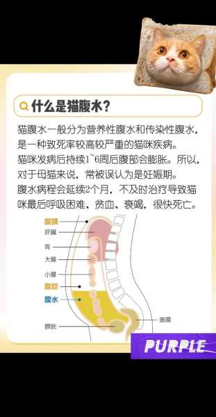 猫腹水是怎么导致的（猫腹水是怎么形成的）