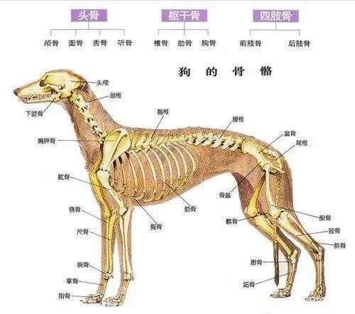 幼犬骨量大小怎么看（幼犬骨架小怎么办）