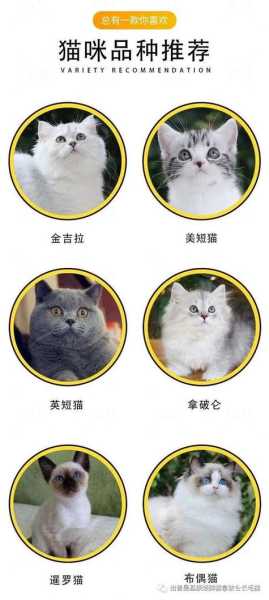 波斯猫价格多少钱一只纯种（波斯猫猫多少钱一只）