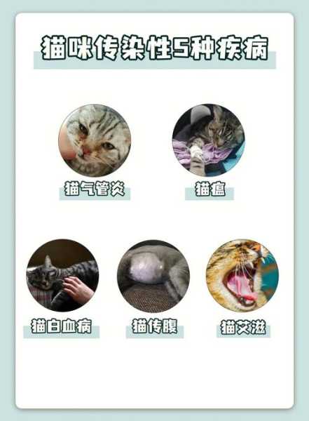 犬猫临床常见疾病（犬猫临床常见疾病有哪些）