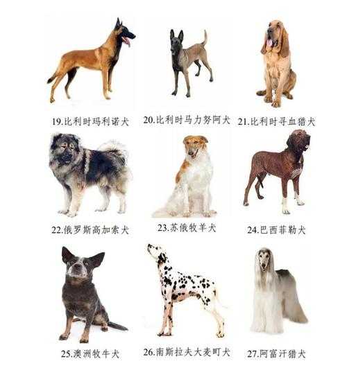 种母犬如何挑选品种（母犬宠物）