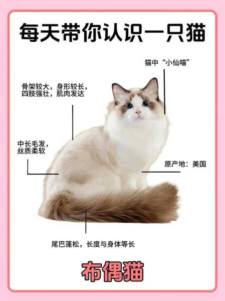 给布偶猫取名的方法有哪些（给布偶猫取什么名字）