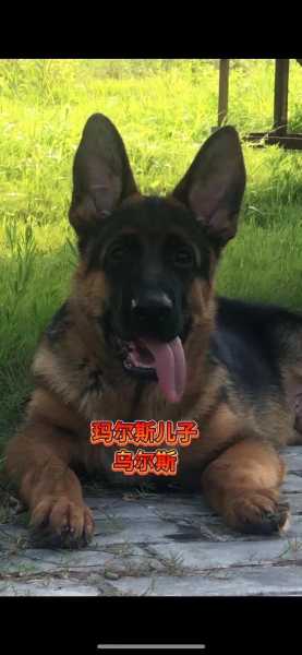 德国牧羊犬家养（德国牧羊犬好养吗?视频）