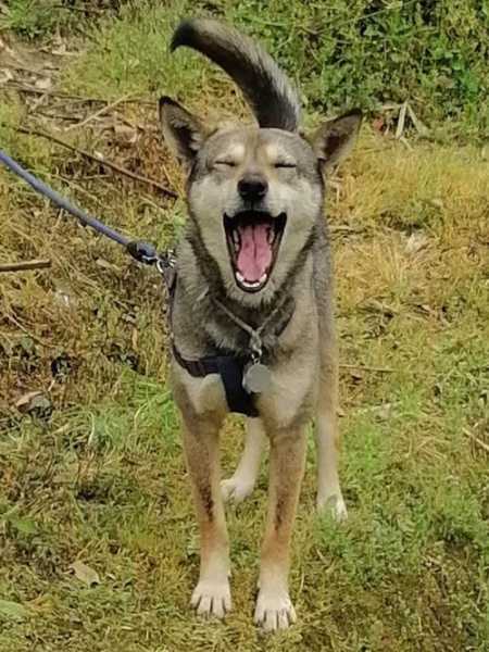 田野犬业地点在哪?（田野犬的照片）