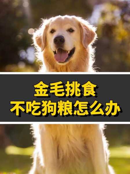 金毛犬不吃狗粮怎么办（金毛狗不吃狗粮怎么办才能让它吃）