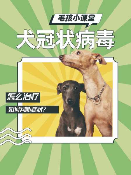 犬冠状病毒早期症状（犬冠状病毒是什么引起的）