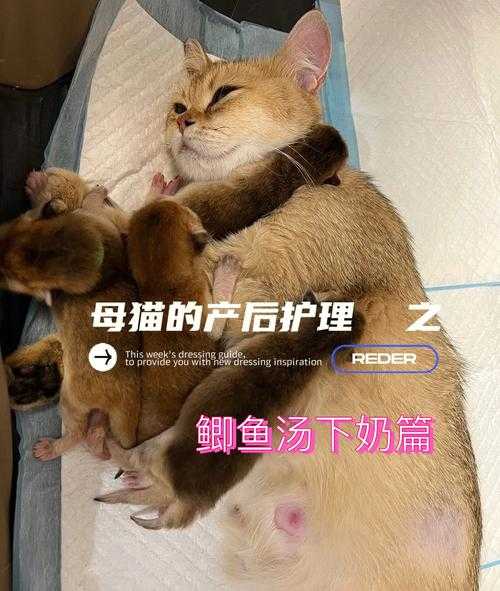 爱猫产后缺钙的症状及治疗（爱猫产后缺钙的症状及治疗方法）