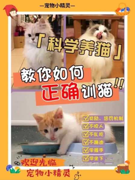 训练猫的视频教程（宠物猫训练视频）