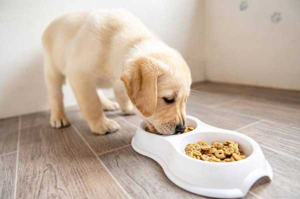 狗狗吃食狼吞虎咽不咀咽（狗狗吃食狼吞虎咽不咀咽怎么回事）