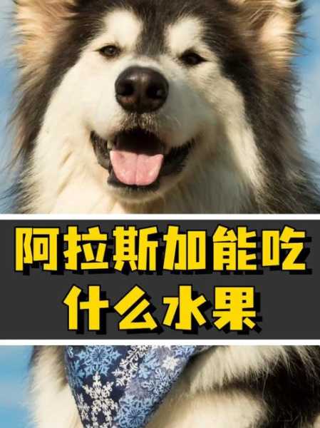 阿拉斯加不可以吃什么水果（阿拉斯加犬不能吃的水果）