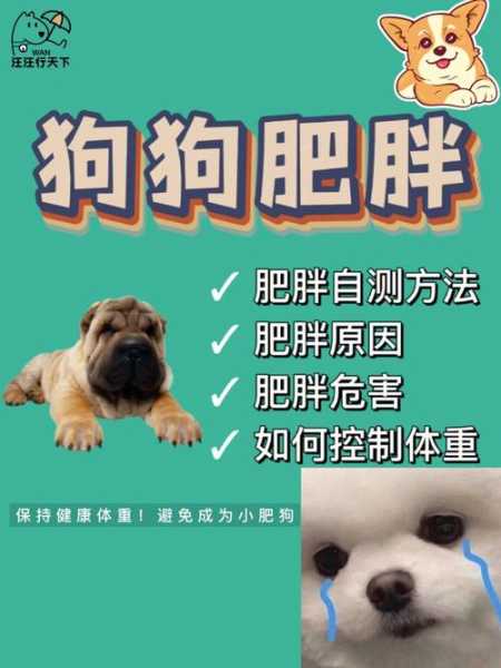 狗狗要怎么减肥（狗狗怎么减肥呢）