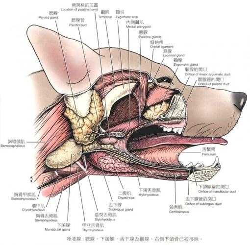 犬口腔解剖图（犬口腔解剖图片大全）