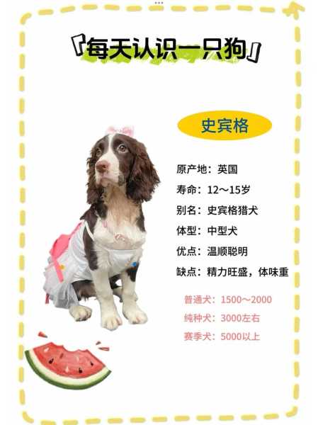 小史宾格犬多少钱一只（史宾格幼犬600元一只）