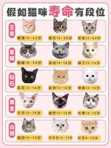 猫咪寿命长（猫咪寿命长短也有定数么?）