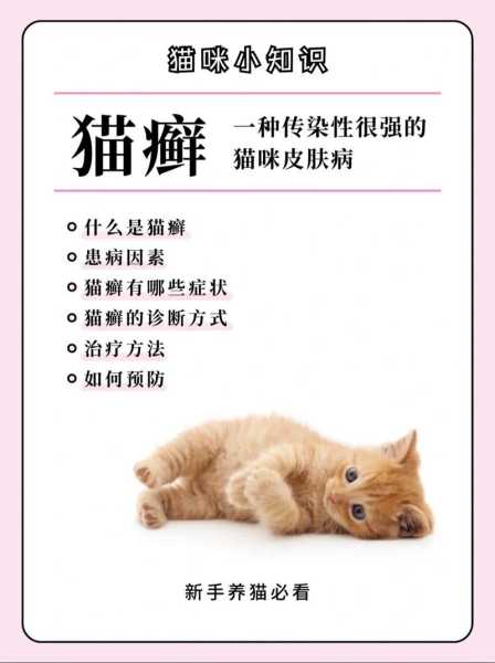 猫咪患上猫藓（猫咪患上猫藓怎么办）