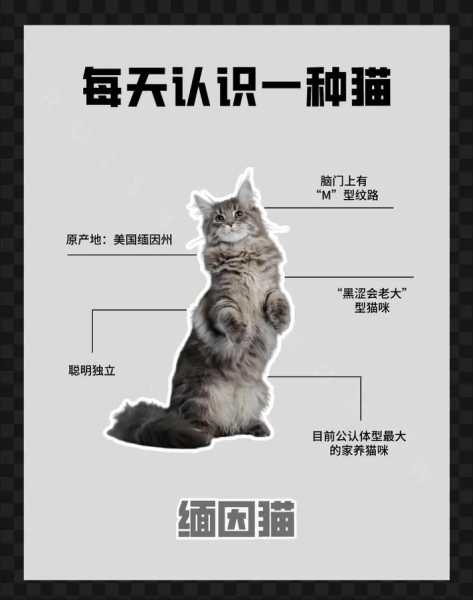 缅因猫为什么不能养一只（缅因猫为什么不能养一只呢）