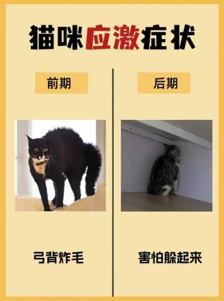 猫咪受到刺激会出现这种症状吗（猫受刺激后性格大变）