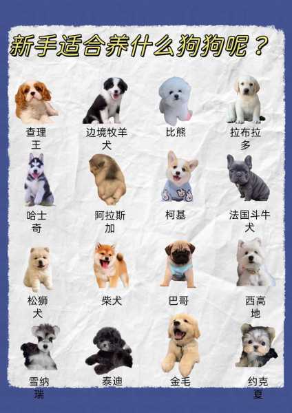 新手适合养什么狗中型犬（新手适合养什么狗中型犬呢）