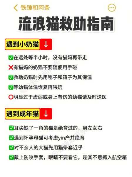 接近流浪猫需要注意些什么事项（接近流浪猫的方式）