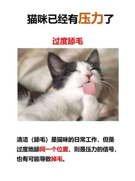 猫咪心理压力大（猫咪心理压力大怎么缓解）