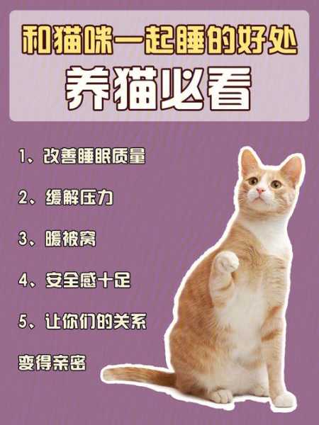 猫咪为什么可以当宠物（猫咪为什么可以当宠物养）