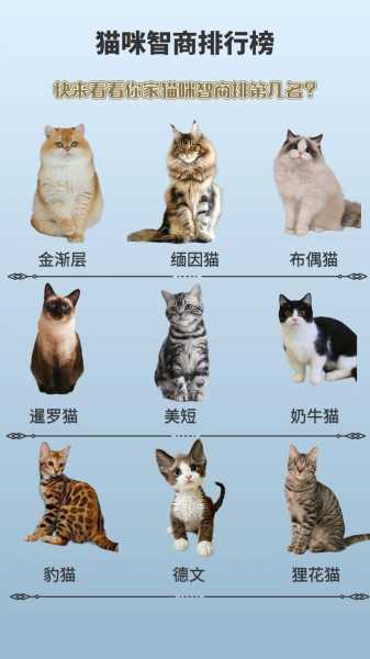 猫的智商有多高第一名（猫的智商相当于几岁小孩）