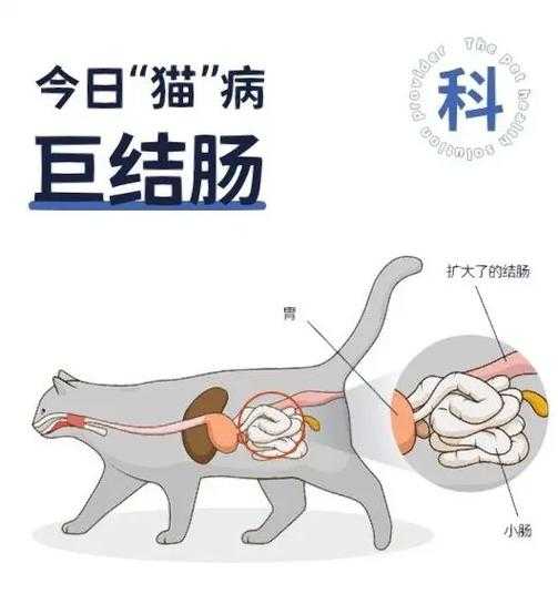 猫咪直肠堵塞怎么办能治好吗（猫咪直肠堵塞怎么办能治好吗）