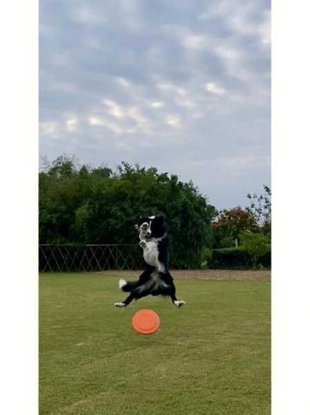 训练边境牧羊犬叼飞盘的方法（边境牧羊犬怎么训练飞盘）