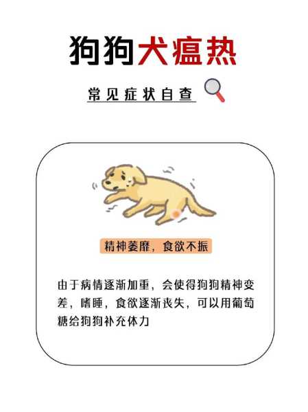 犬瘟热症状及犬瘟热后期的症状（犬瘟热症状及犬瘟热后期的症状是什么）