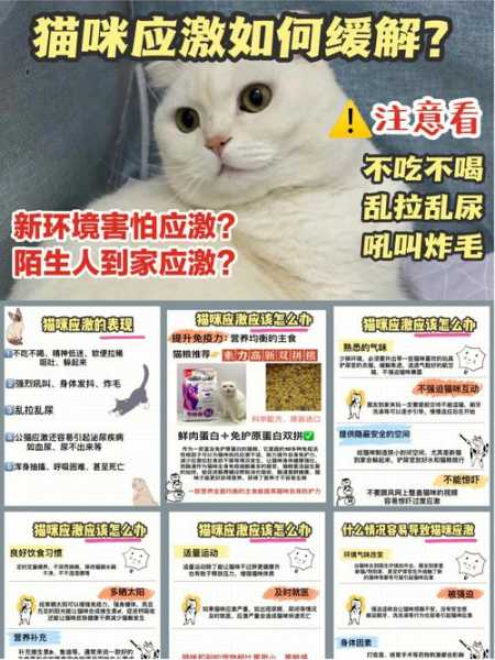 怎么让猫远离（怎么让猫远离我家房子）