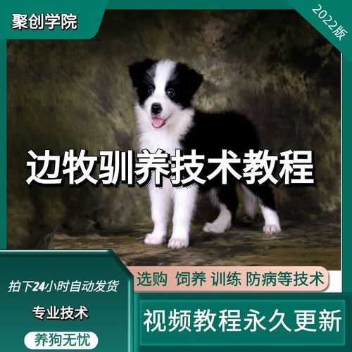 边境牧羊犬的训练步骤有哪些（边境牧羊犬驯养教程）