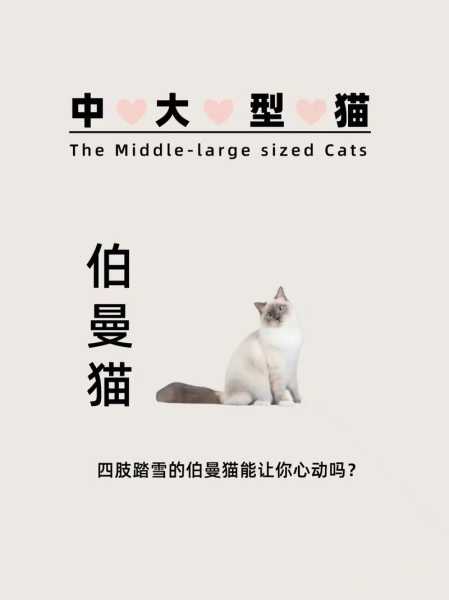 伯曼猫是哪个国家的（伯曼猫是哪个国家的品牌）