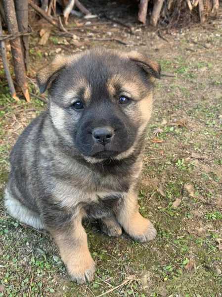 中华田园犬土狗（中华田园犬土狗混血）